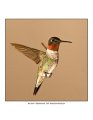 8987 ruby-throated hummingbird